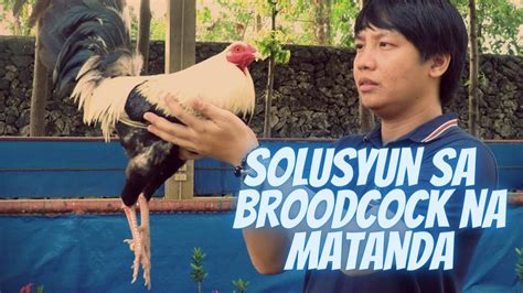 Breeding Tips : Solusyon! Broodcock Na Matanda, Mahina Na .